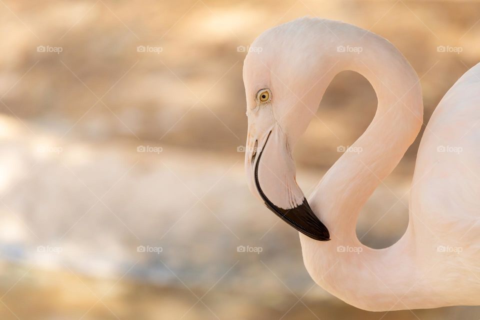 Great flamingo portrait