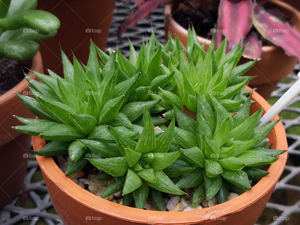 Haworthia Reinwardtii Plant

Haworthia reinwardtii, a non-cactus succulent plant from South Africa glowing in small clay pot inside a hot house at Deep Cut Garden NJ.