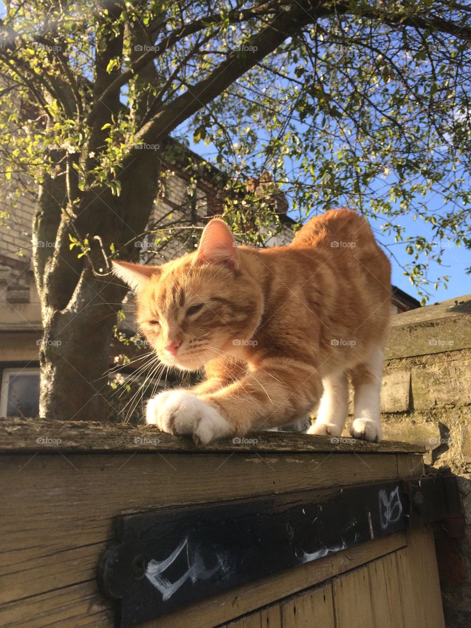 Ginger cat in the sunshine on a wooden fence