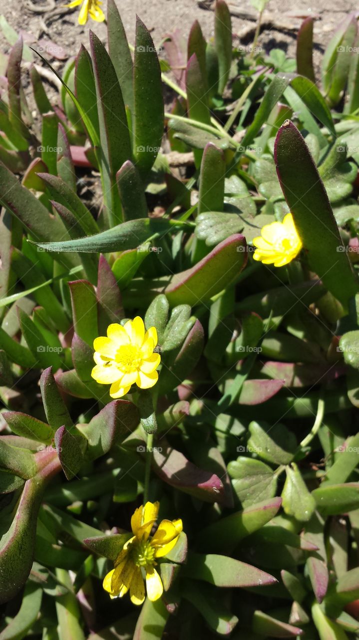 Yellow Flowers in Iceplants
