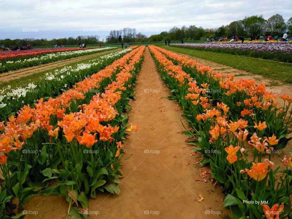 TULIP FIELDS