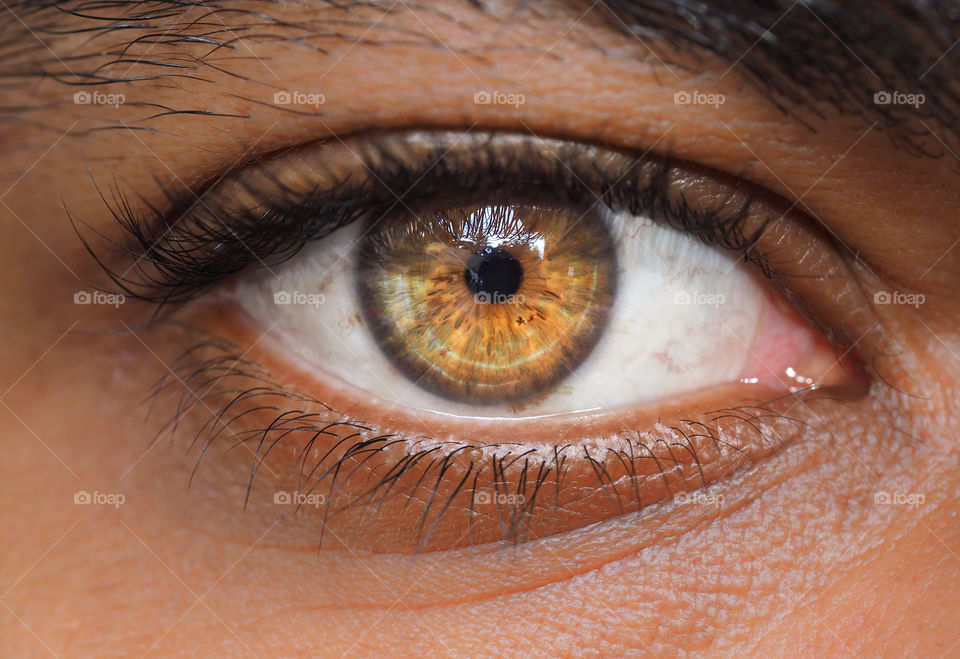 Brown eye iris
