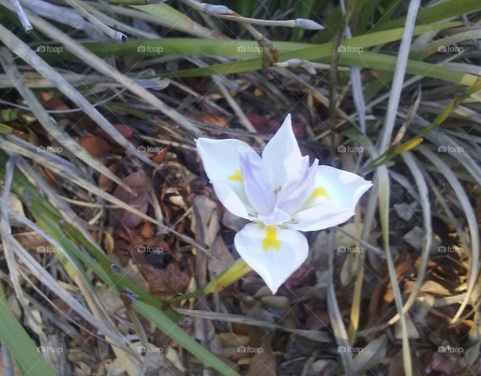 A single delicate blossom,  white leaves tipped with the light- drive away and give no thought.