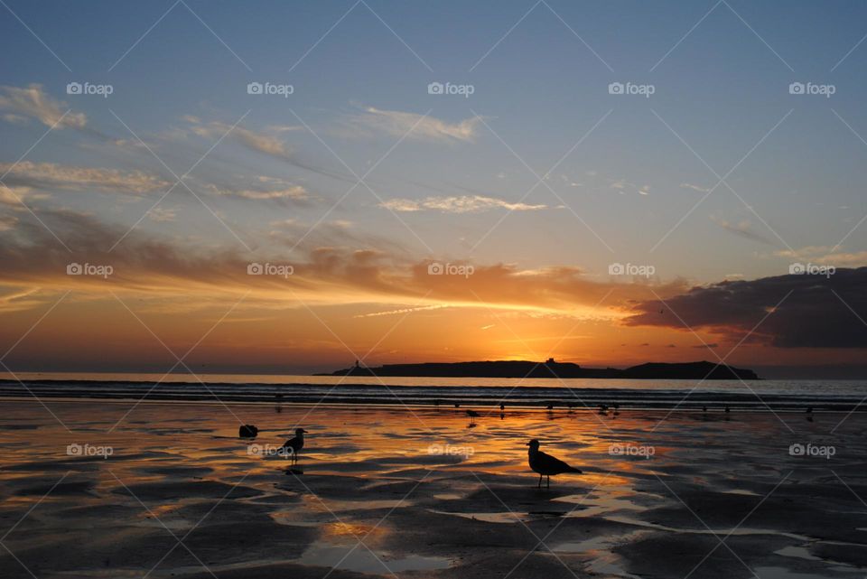 Seagulls Watching the Golden Sunset