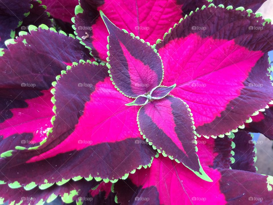 Pink leaf house plant 