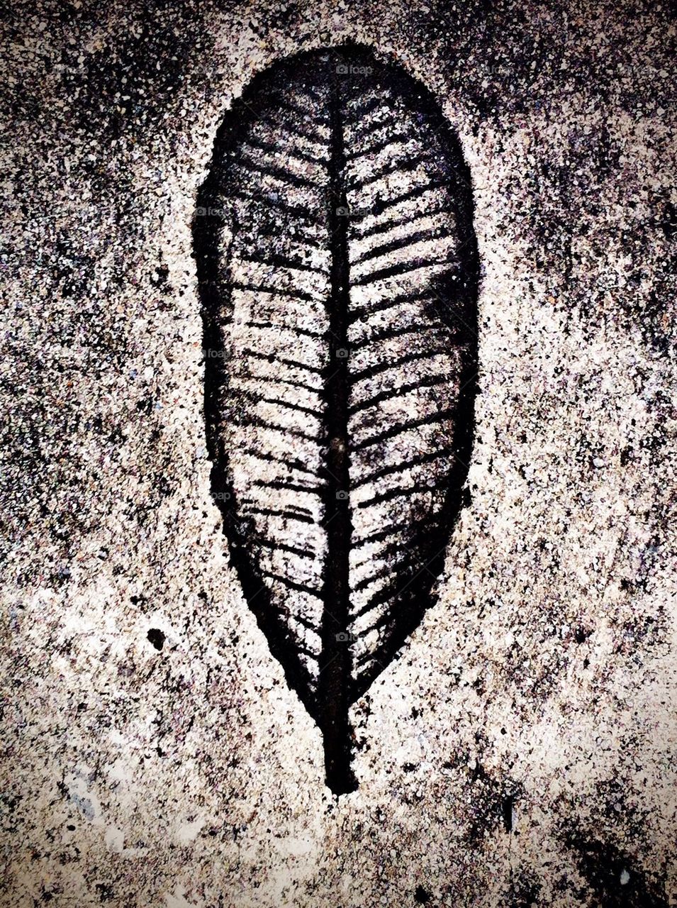 Leaf texture on cement