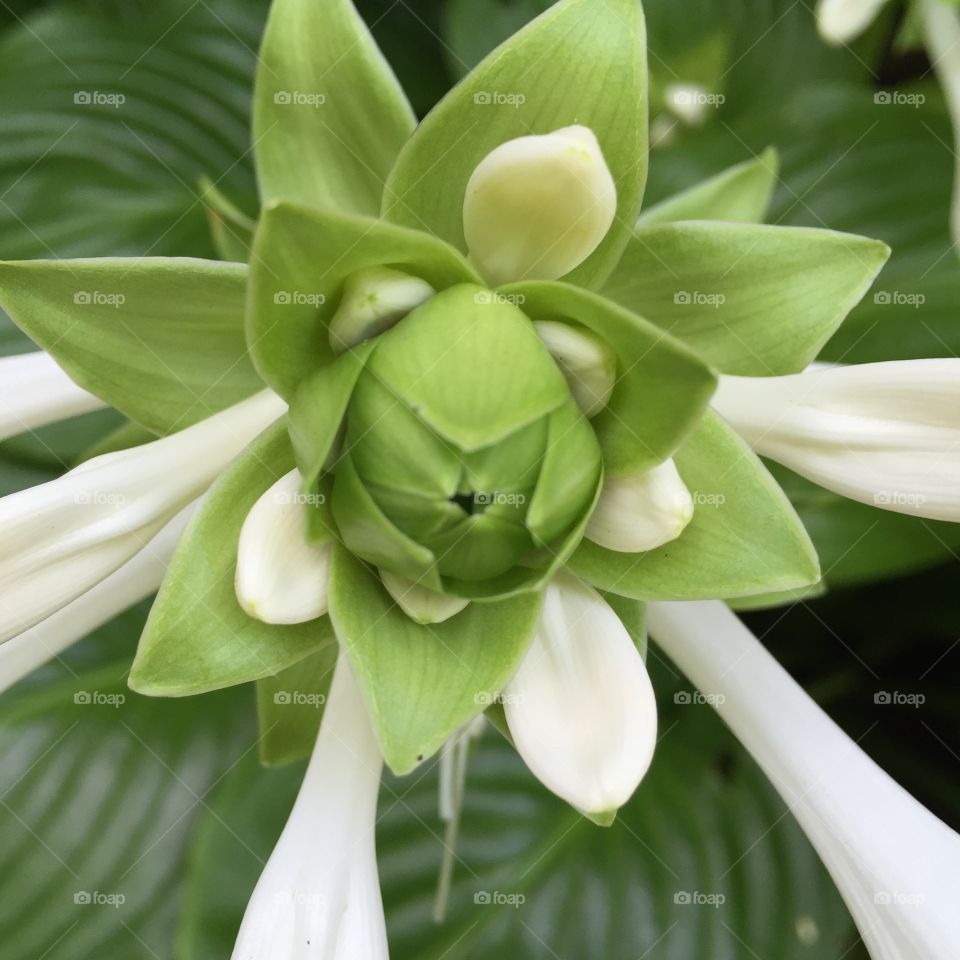 Hosta Flower. This hosts blooms later than the rest. I like the form of the flower heads. 