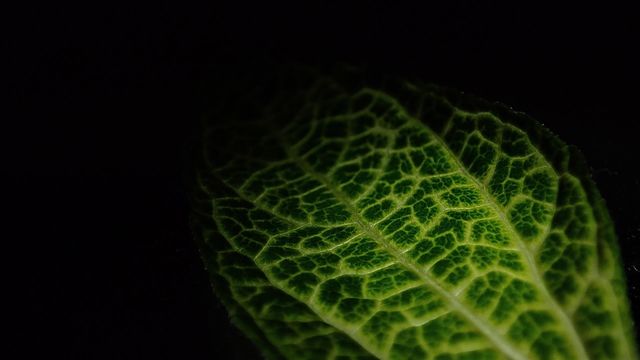 green leaf
