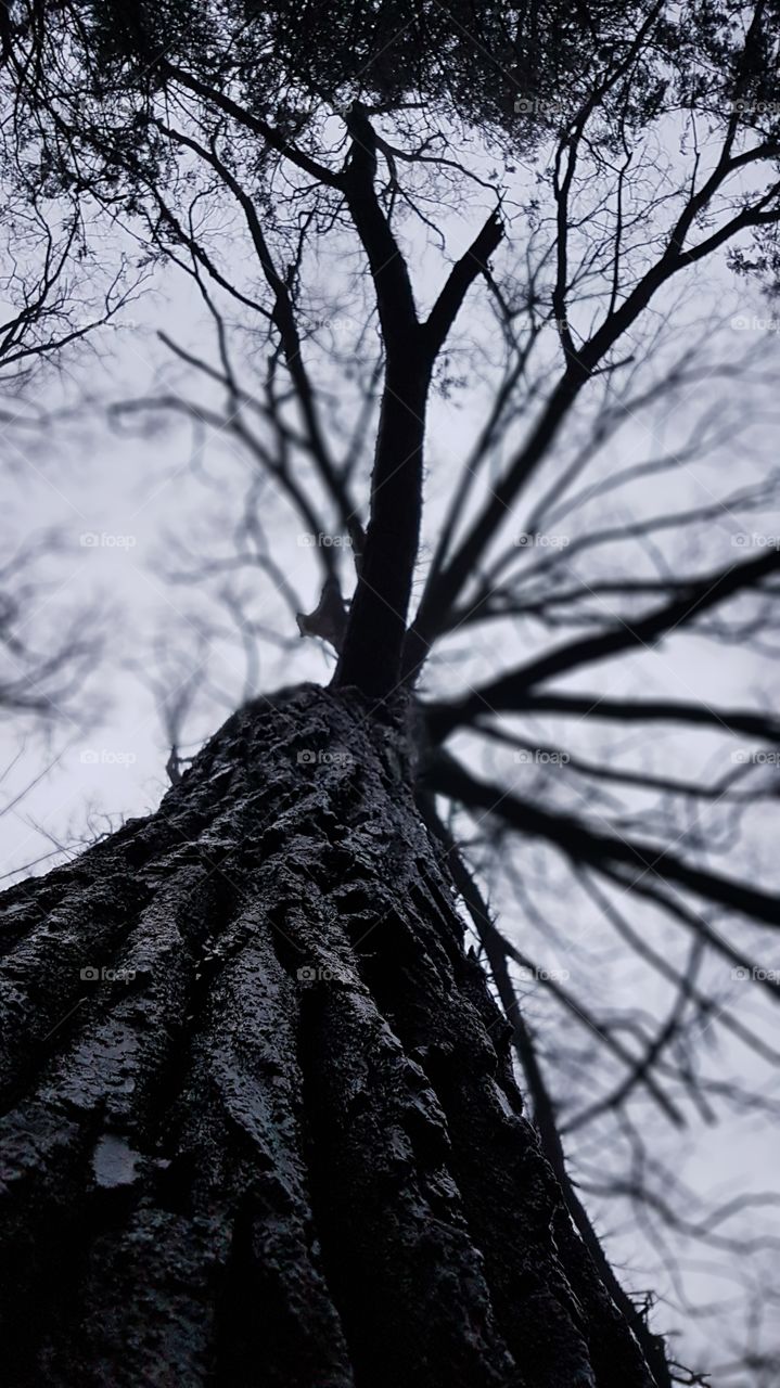 Low angle view of bare tree under sky