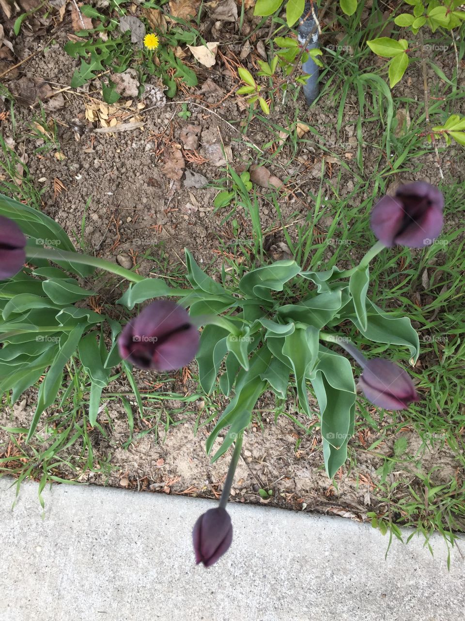 Purple Tulips in my Garden