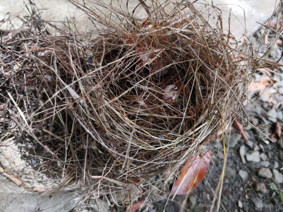 Bird's nest