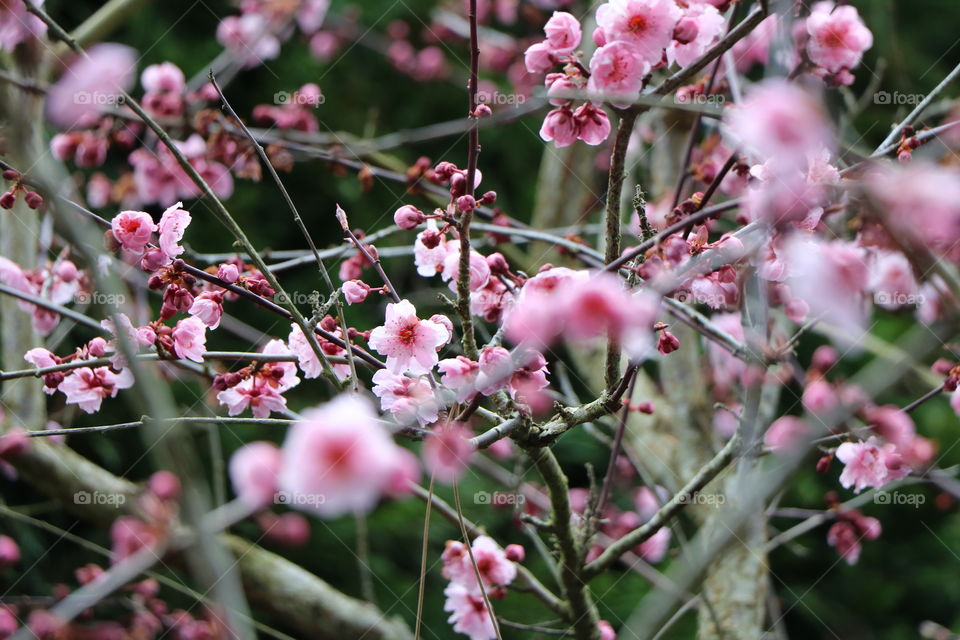 Blooming season 