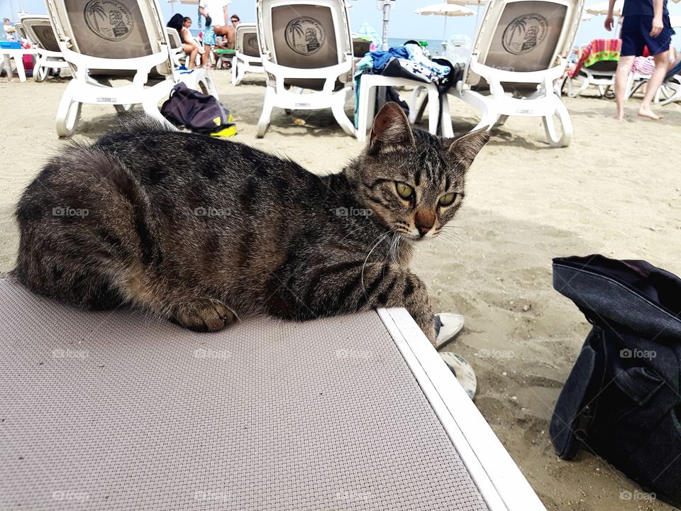 A cute and friendly cat sitting comfortably at the beach