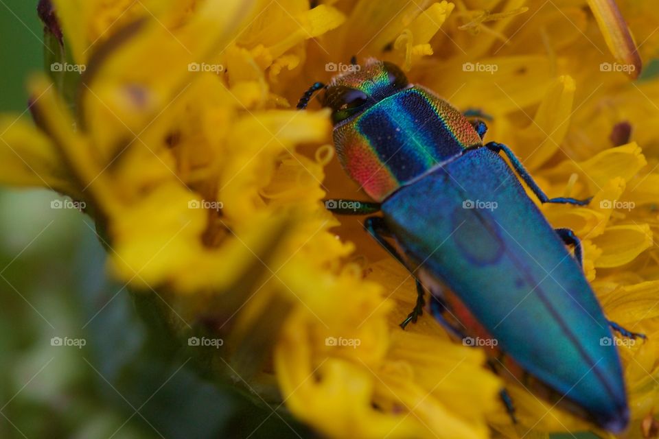 Close-up of a insect on flower