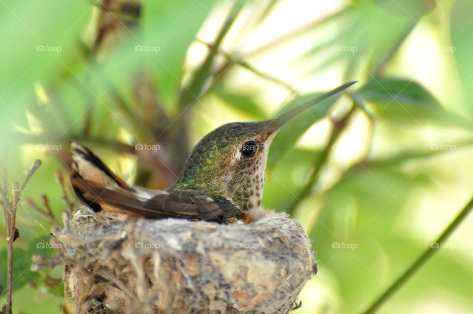 Hummingbird on the nest