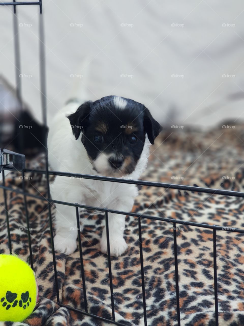 Puppy in cage