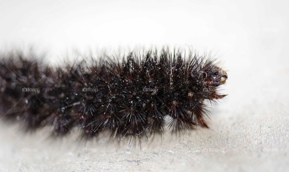 Black caterpillar