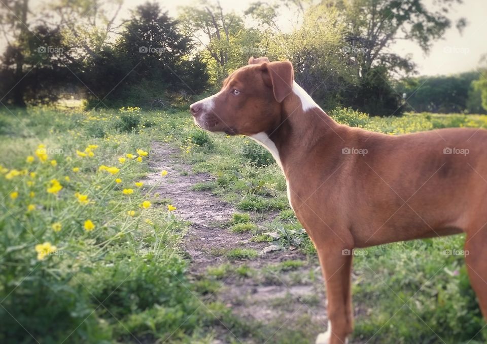 A puppy dog looking out into a pasture full of spring flowers at sunset walking a path