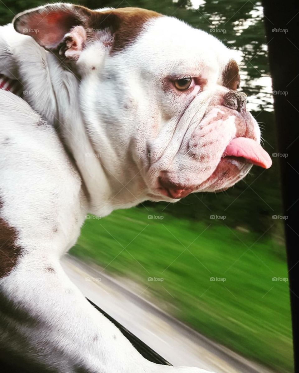 Bulldog cruising 