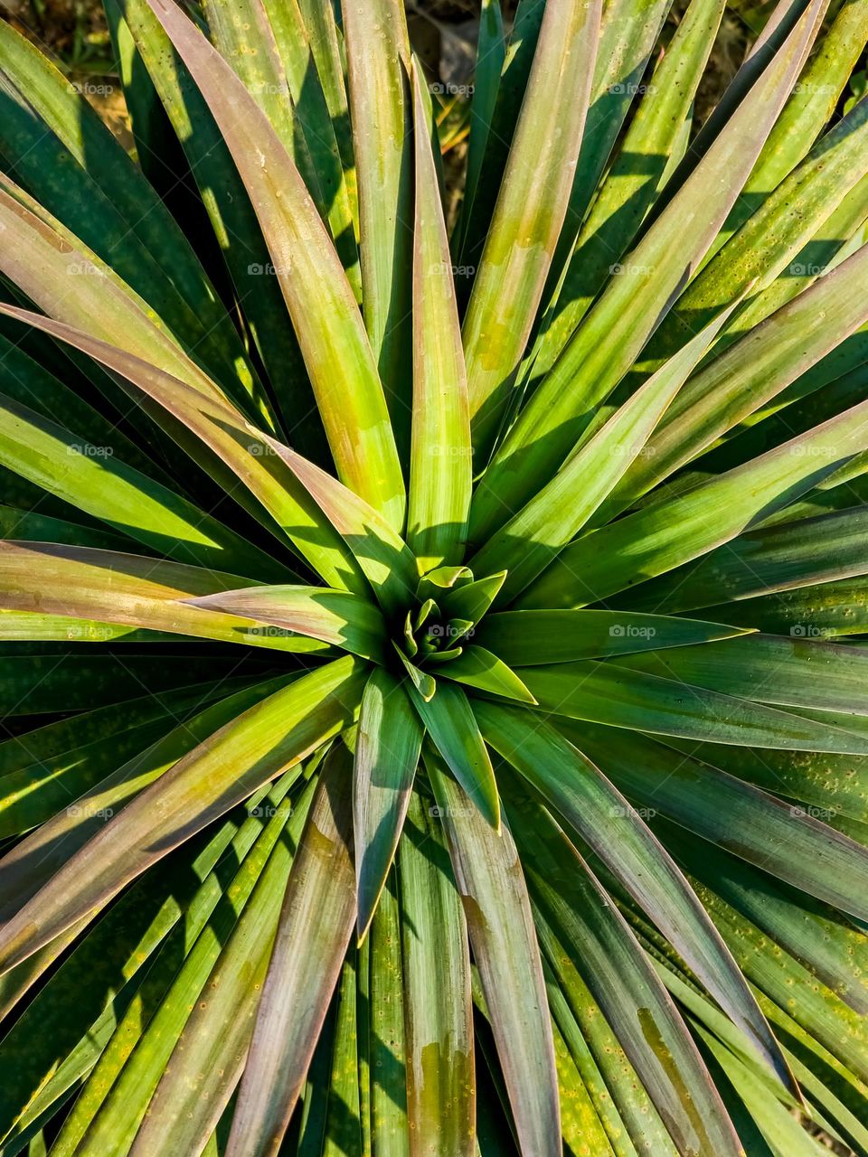 Plant within plant