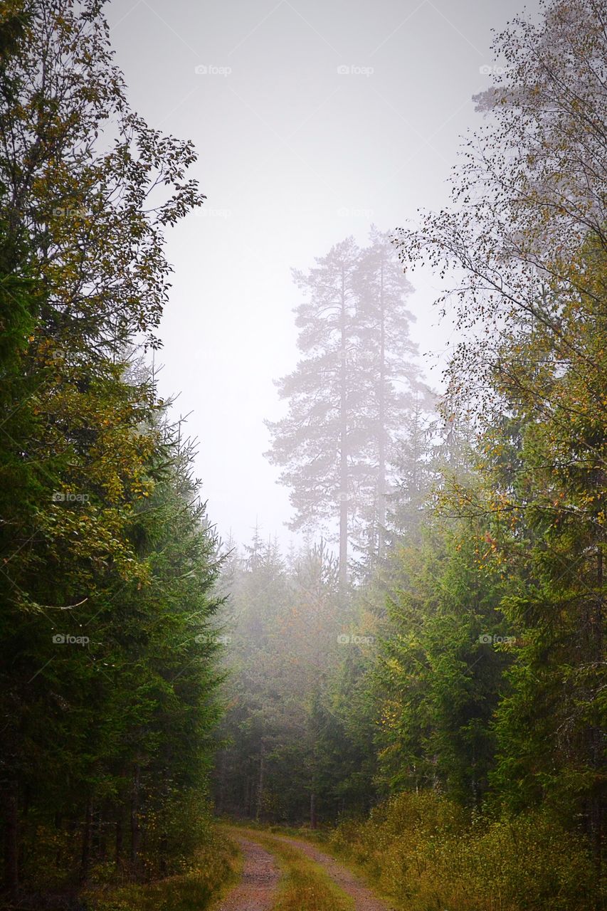 Morning fog in the forest