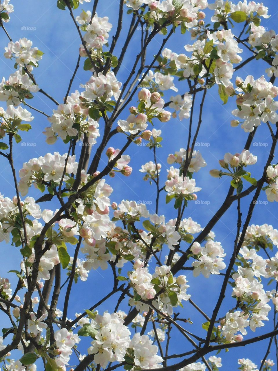 Flower, Cherry, Branch, Blooming, Tree