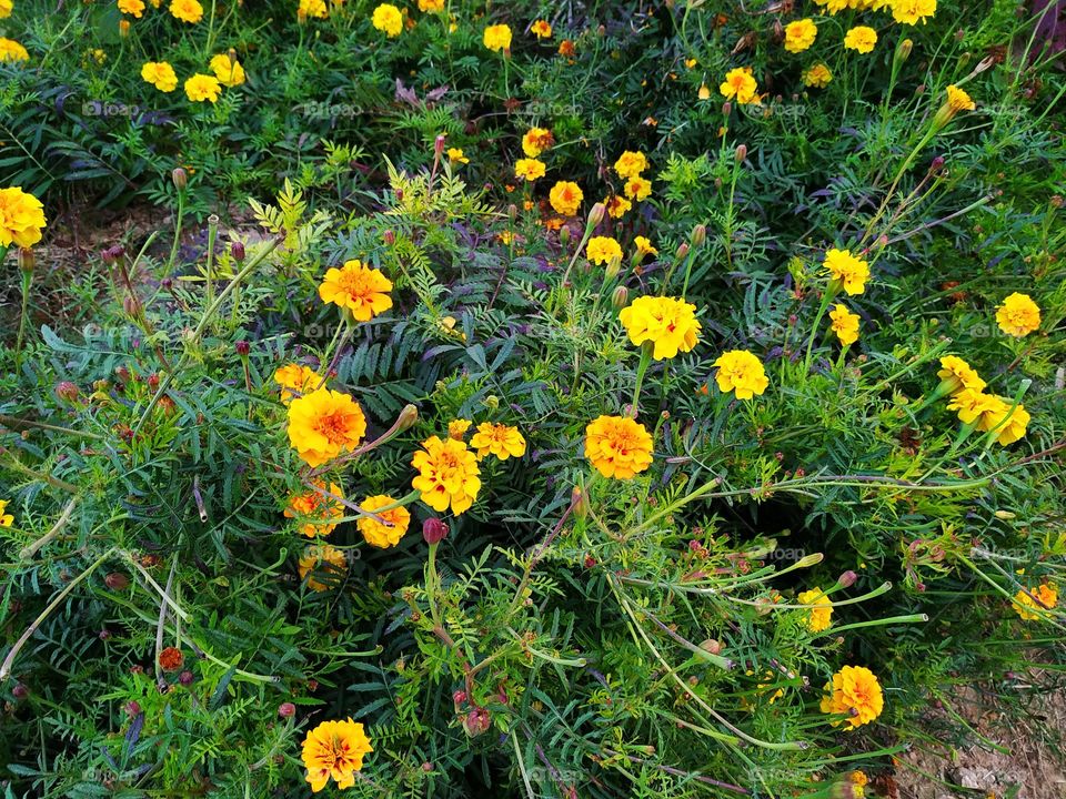 Top view of yellow french marigold flowers.