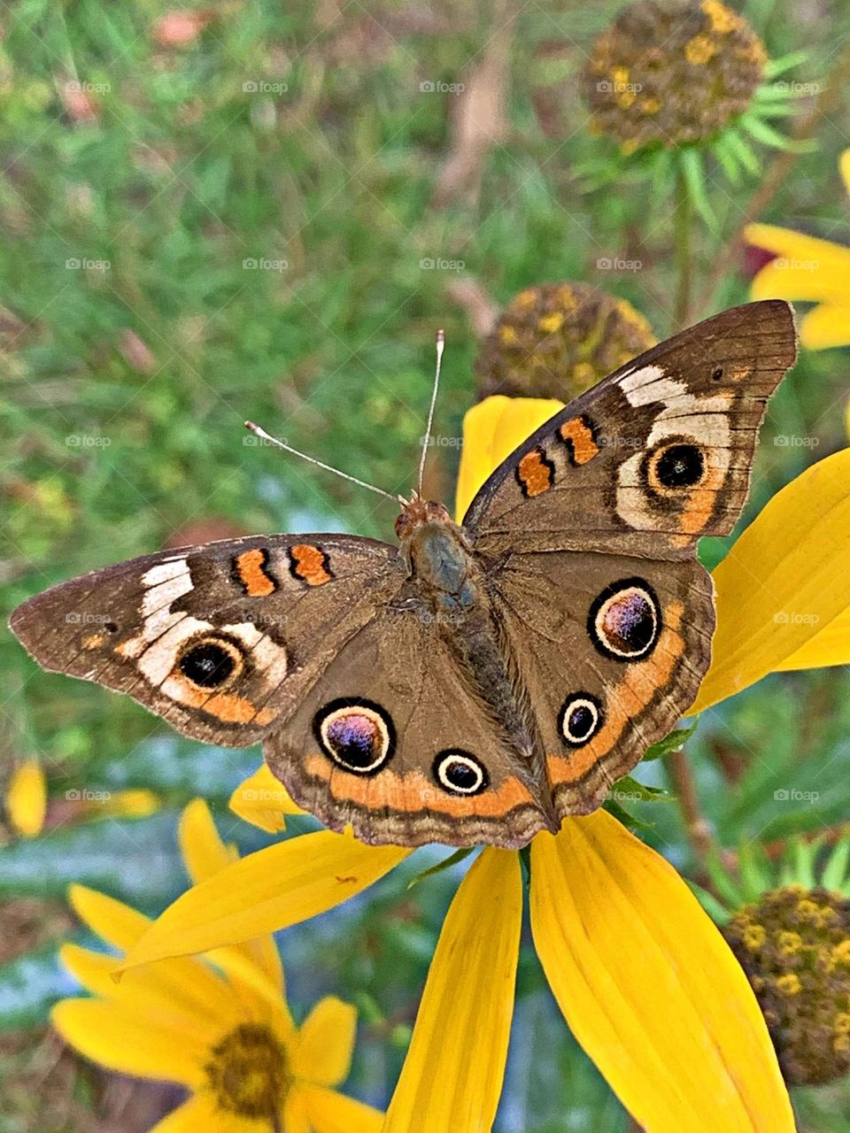 The Colors of Autumn - Buckeye Butterfly - The favorite host plants of the Buckeye include snapdragon, gerardia, false foxglove, monkey flowers, plantains, ruellia and others