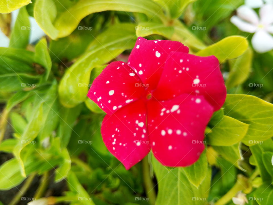red and white vperiwinkle