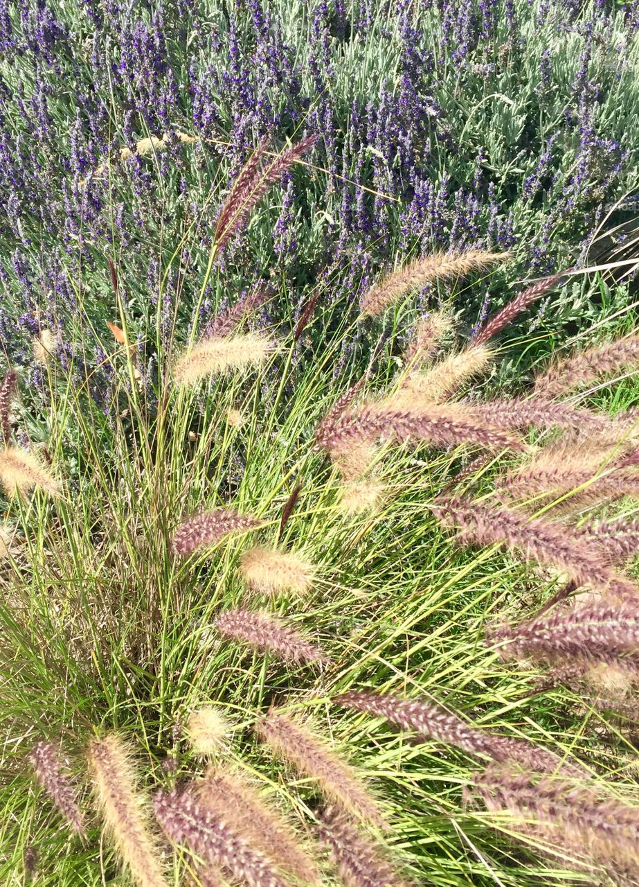 Izzy's Beach Grass