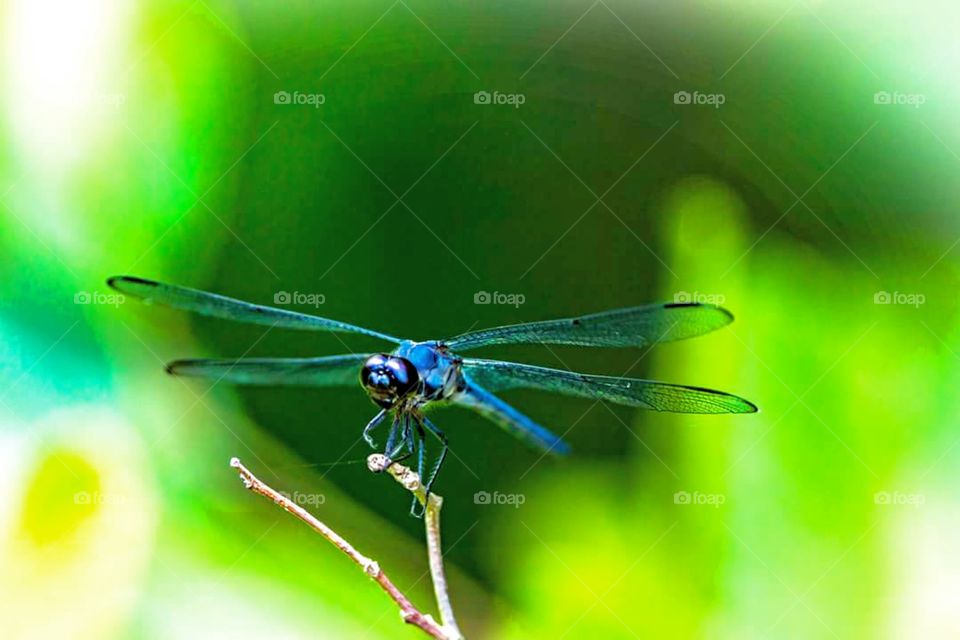 Blue Dasher Dragonfly