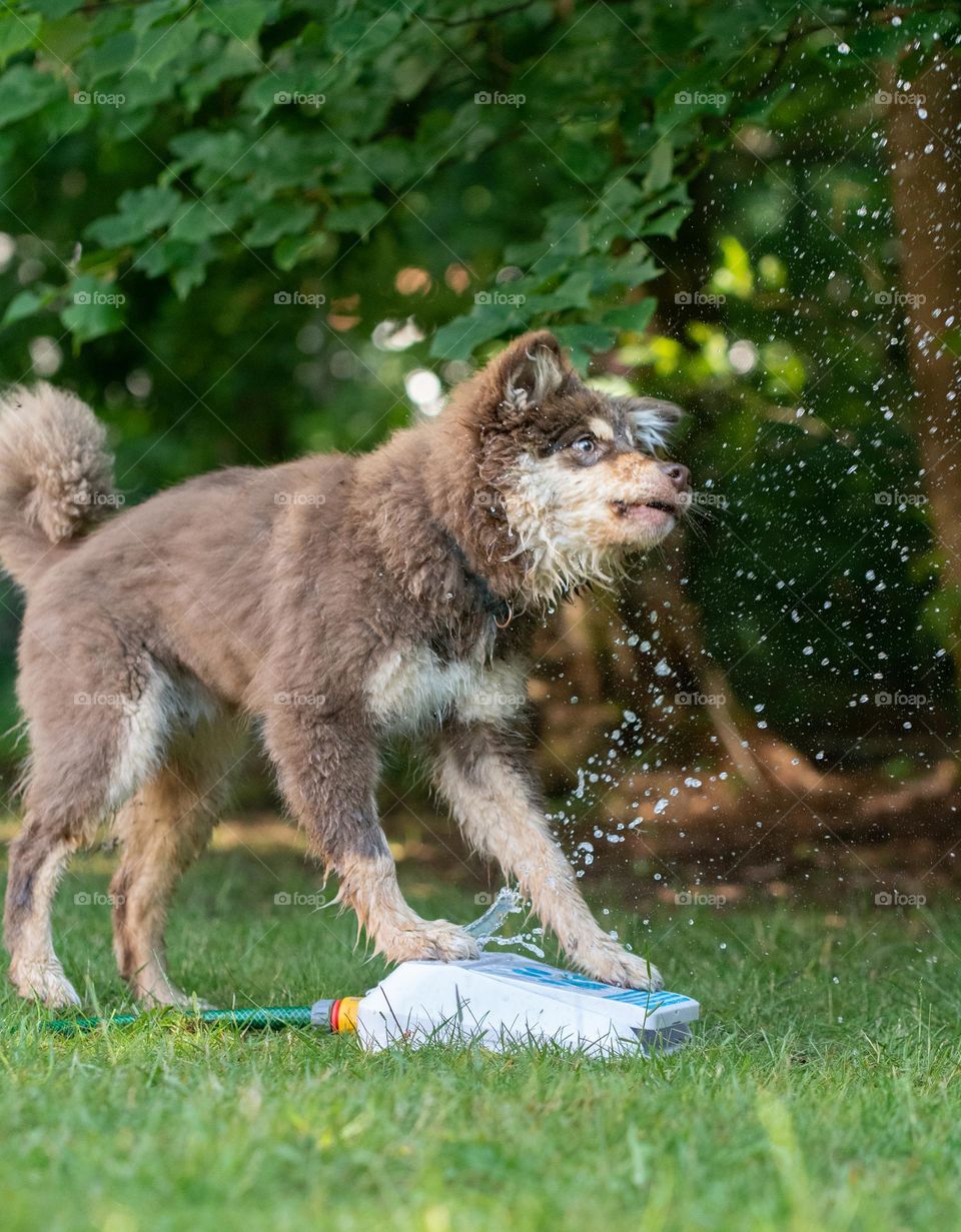 Dog playing with water toy
