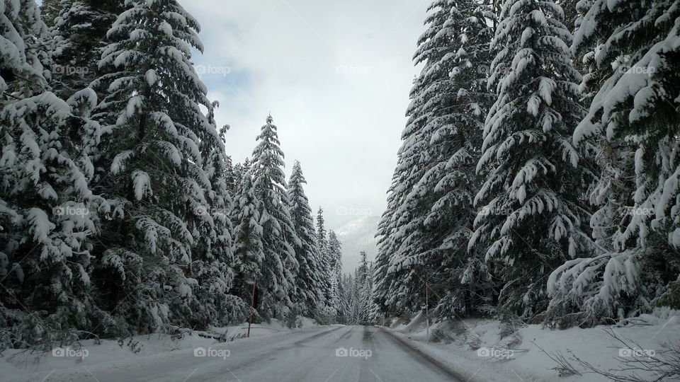 Winter Snow in the Cascade Mountains