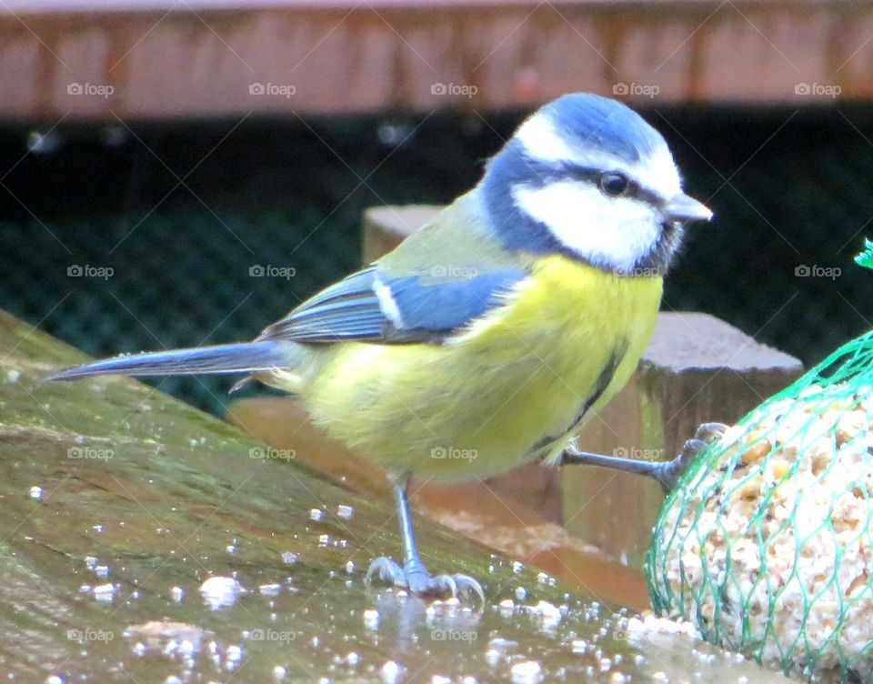 blue tit 