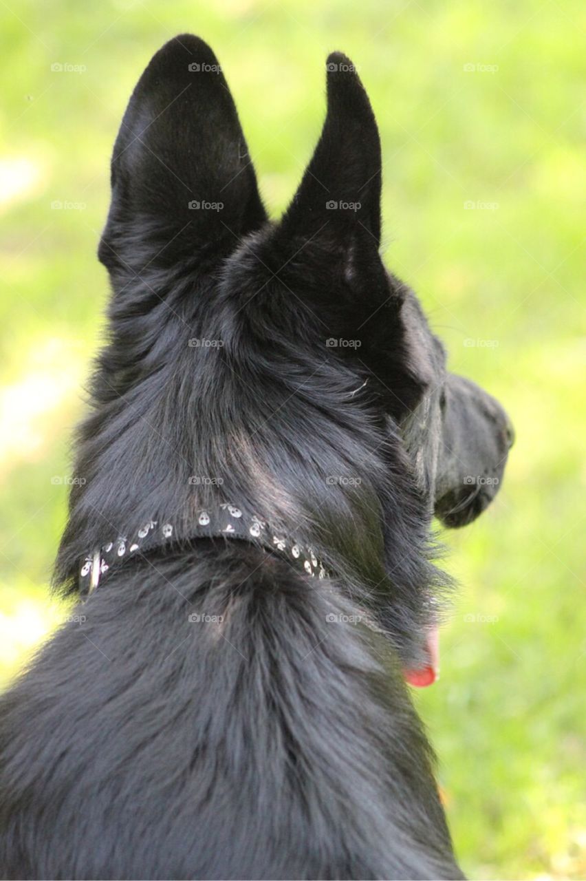 The furry black head of our German Shepherd dog from behind. 