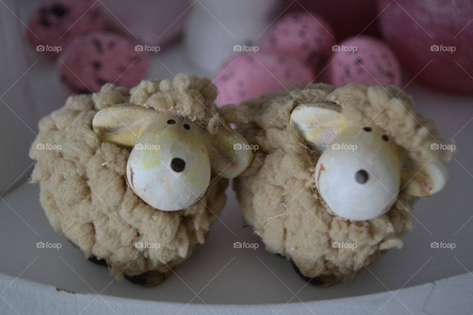 Two litle sheep.. Two nice litle sheep