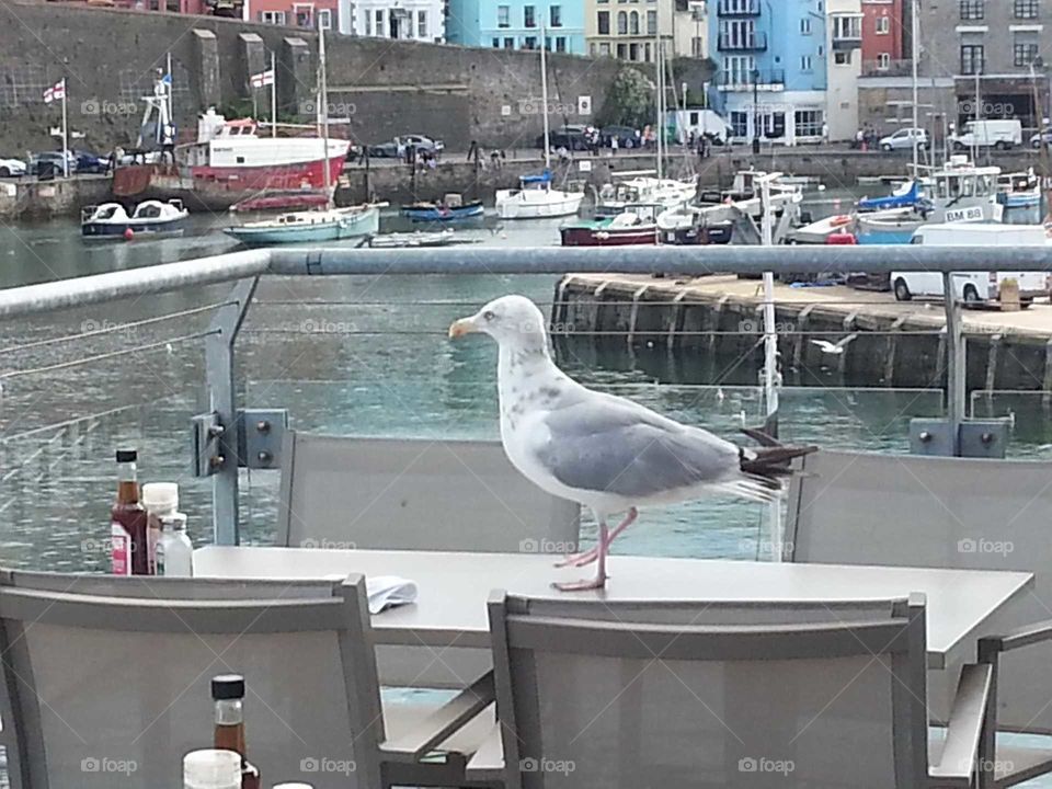 seagull and chips