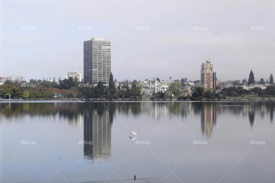 Urban nature as a bird flies across the water.