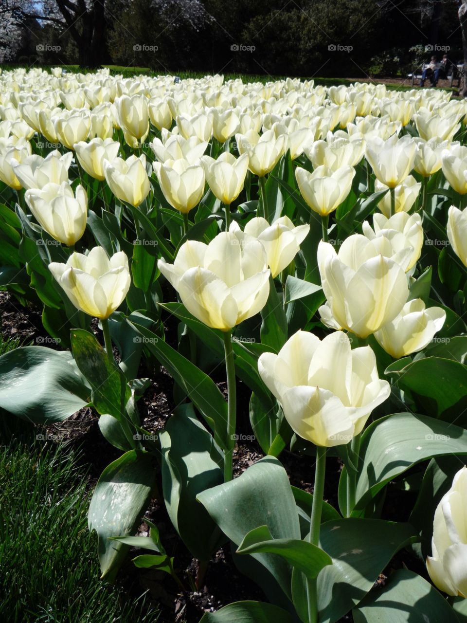 White Spring . White tulips in bloom