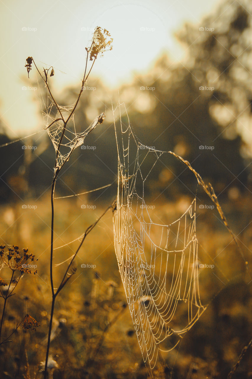 Spiderweb in misty morning 