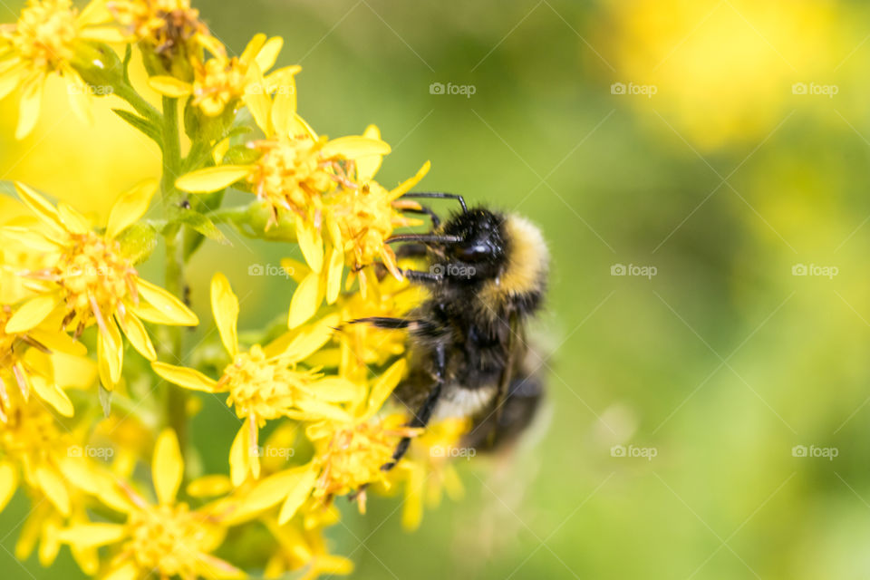 macro photo of a bumblebee on a yellow flower in the meadow