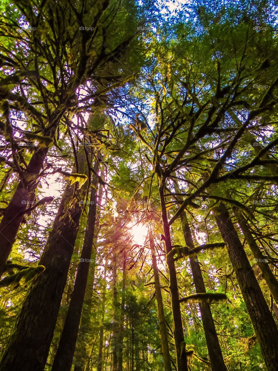 Sun shining through the forest in the Pacific Northwest.