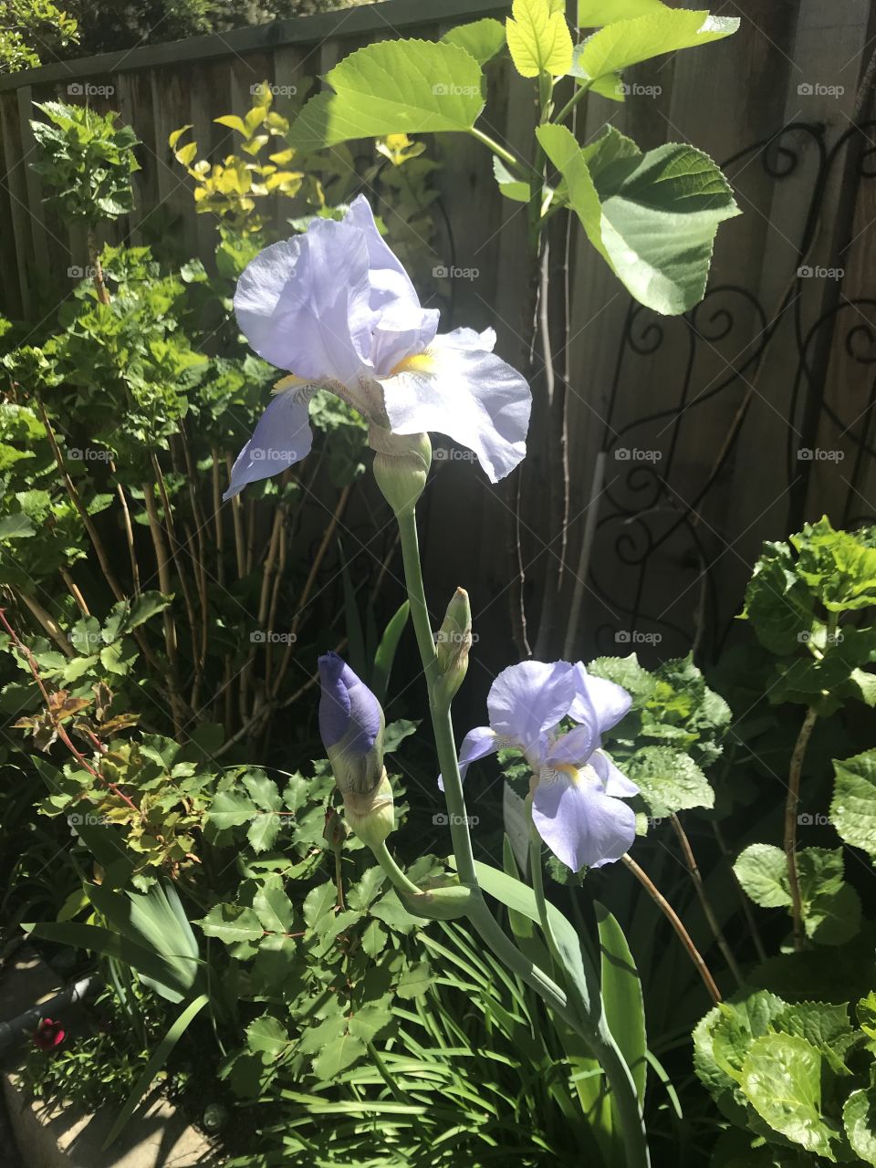 Lavender bearded irises in sunlight 