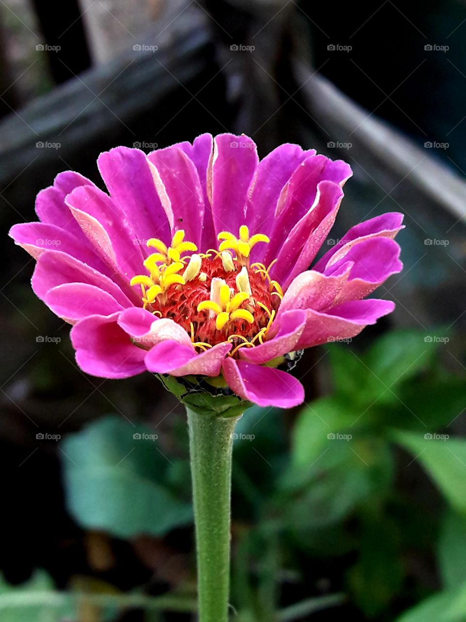 A pink and yeallow colour blooming flower