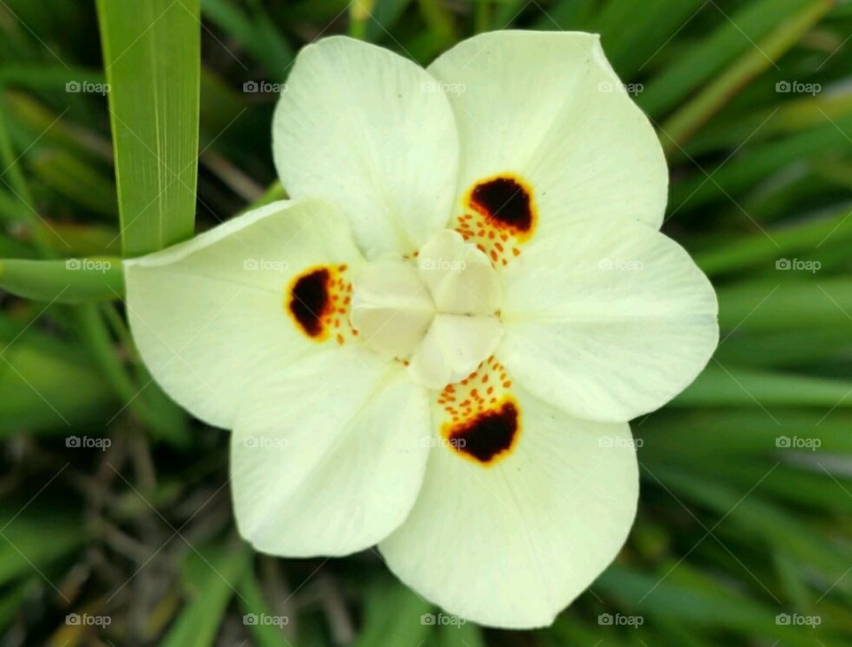 Iris flower (pastel yellow)