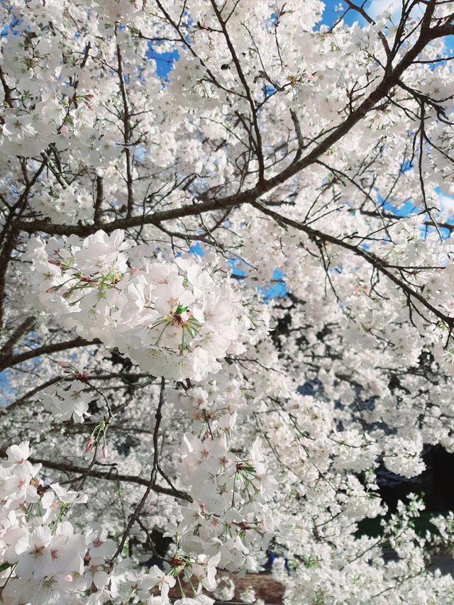 Cherry bloom