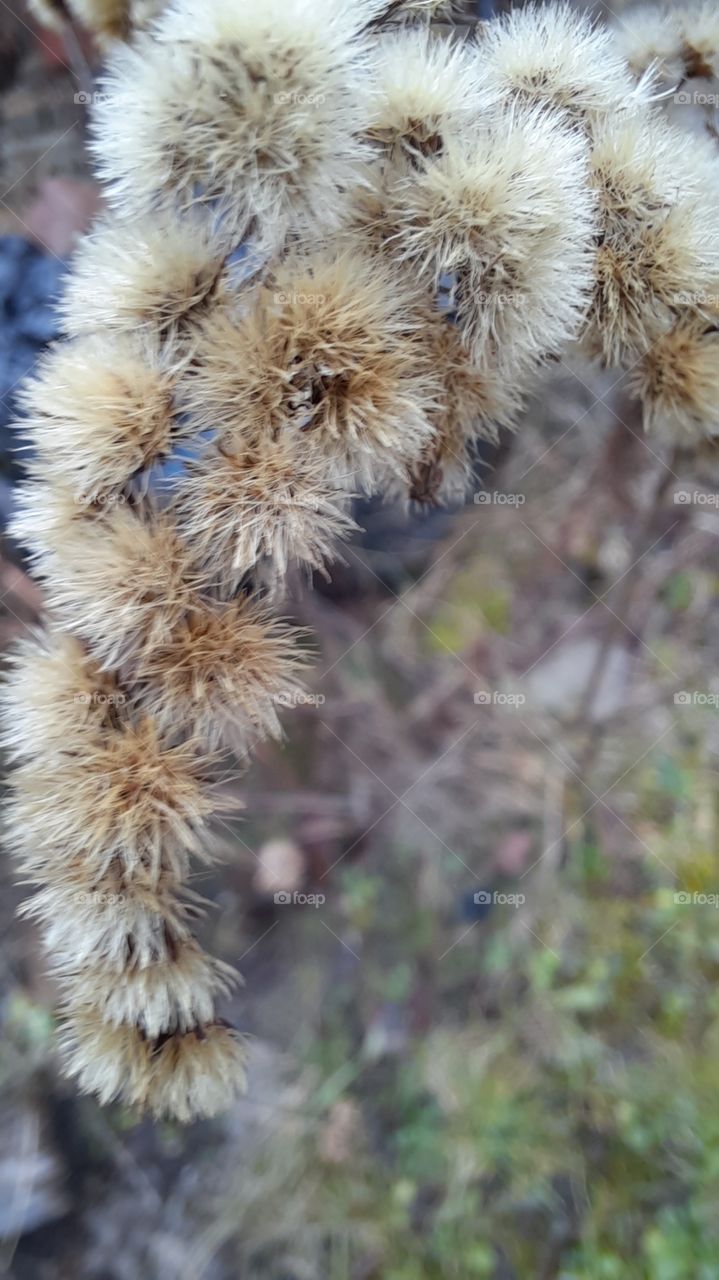 winter garden - close-up of dried flowers of goldenrod