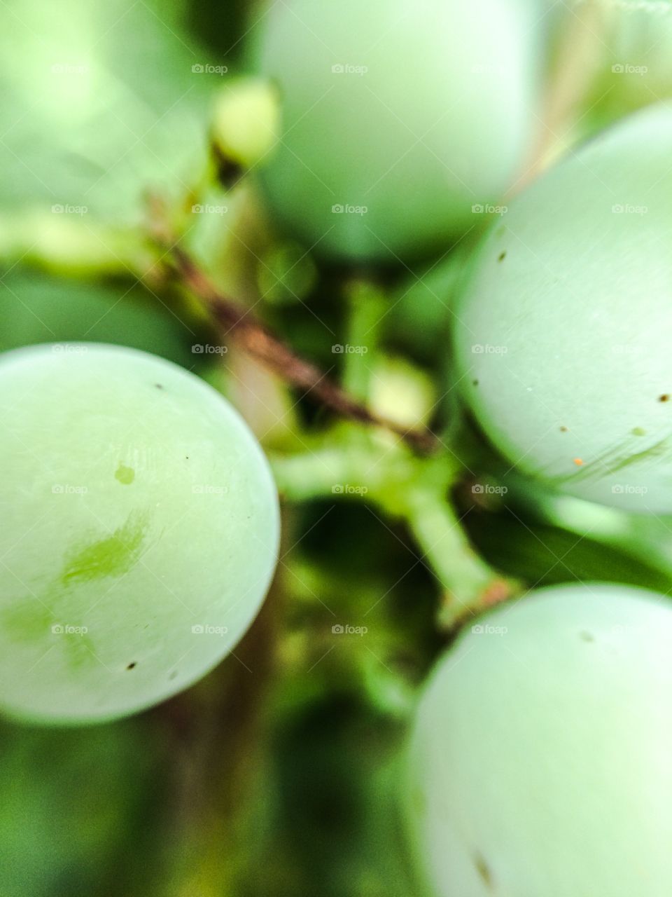 Grapes on the vine. 