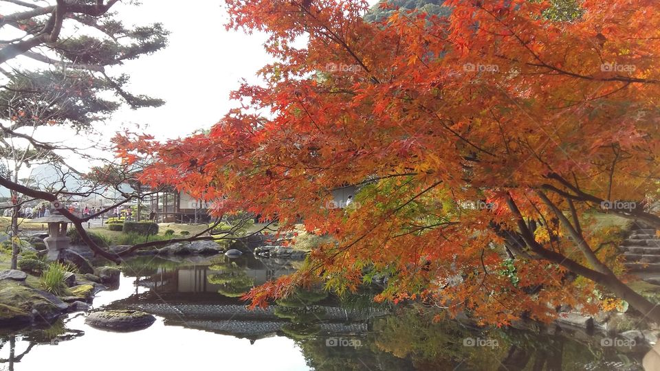 Autumn leaf. Japan