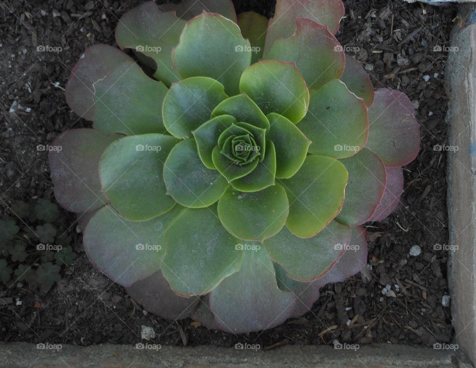 Circular succulent 